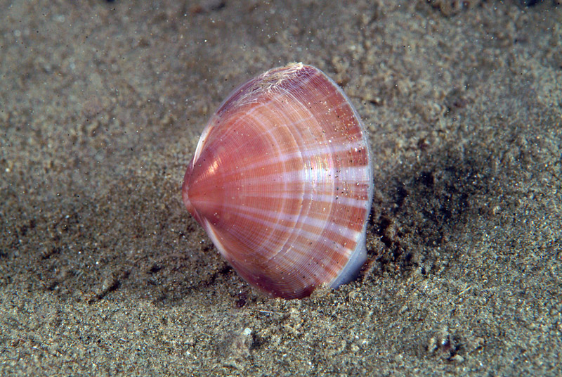 Mactra stultorum